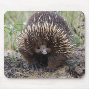 Adorable Australian Echidna Mouse Pad