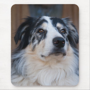 Adorable Australian Shepherd Mix Close-Up Photo Mouse Pad