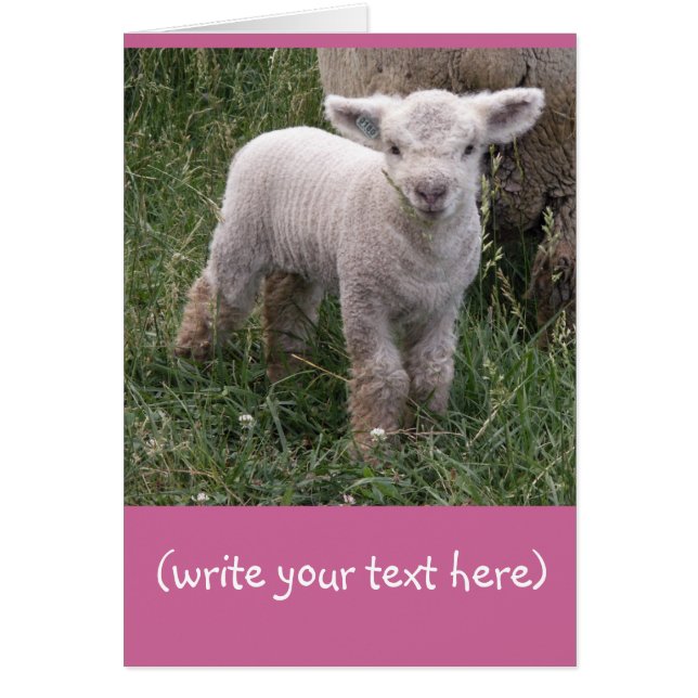 Adorable Baby (Front)