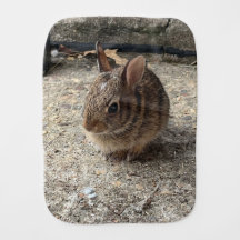 Adorable baby bunny