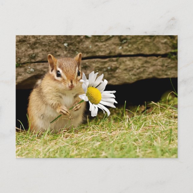 Adorable Baby Chipmunk with Daisy Postcard (Front)