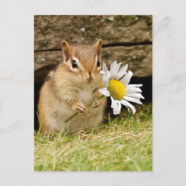 Adorable Baby Chipmunk with Daisy Postcard (Front)