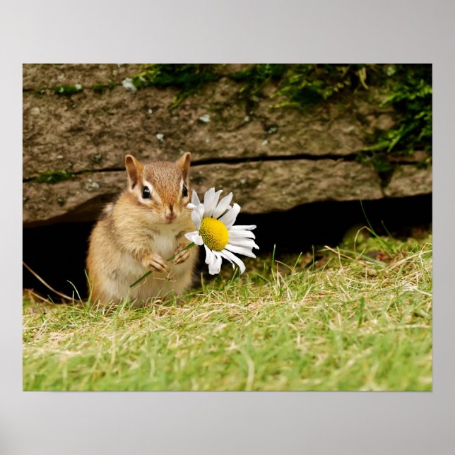Adorable Baby Chipmunk with Daisy Poster (Front)