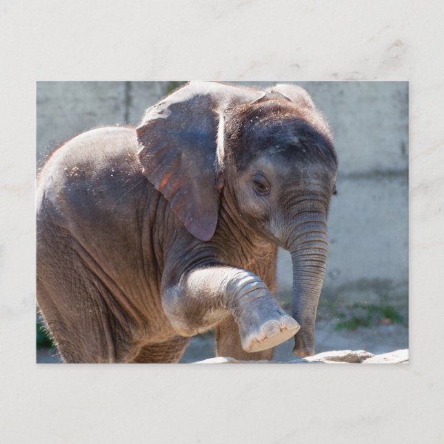 Adorable Baby Elephant Postcard (Front)