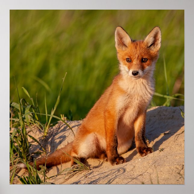 Adorable Baby Fox Wildlife Photograph  Poster (Front)