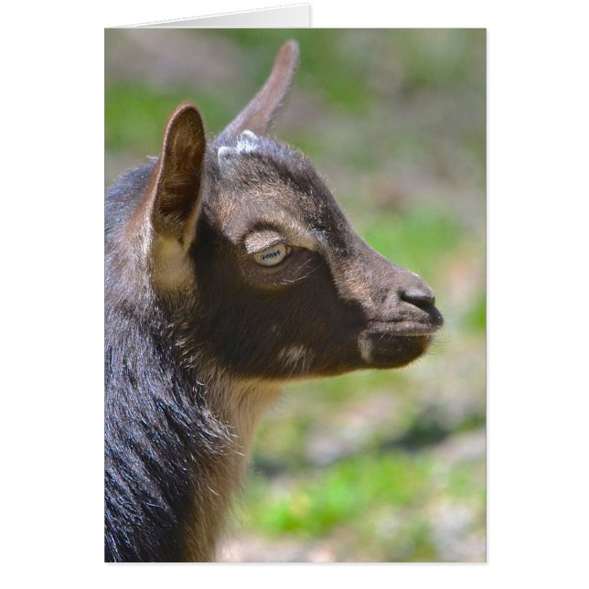 Adorable baby Goat (Front)