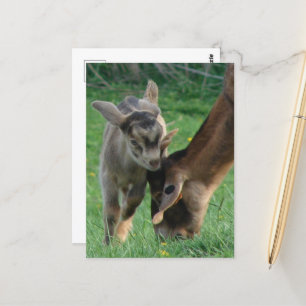 Adorable Baby Goat and Nubian Mother Goat Grazing Postcard