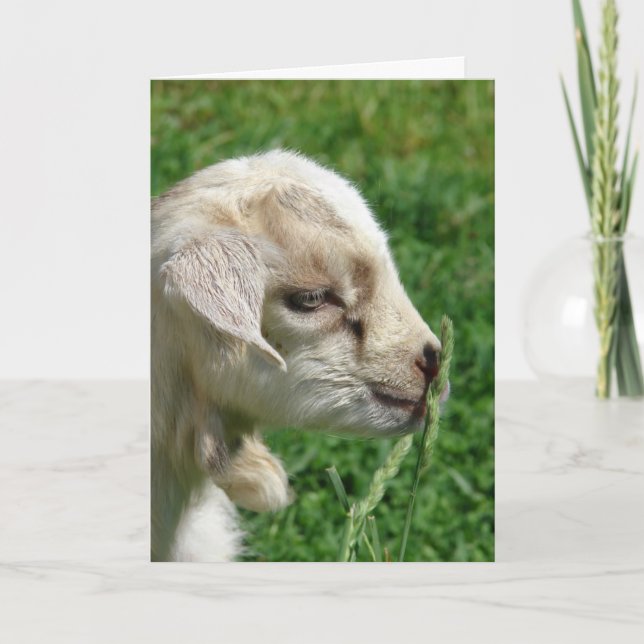 Adorable Baby Goat Easter Card (Front)