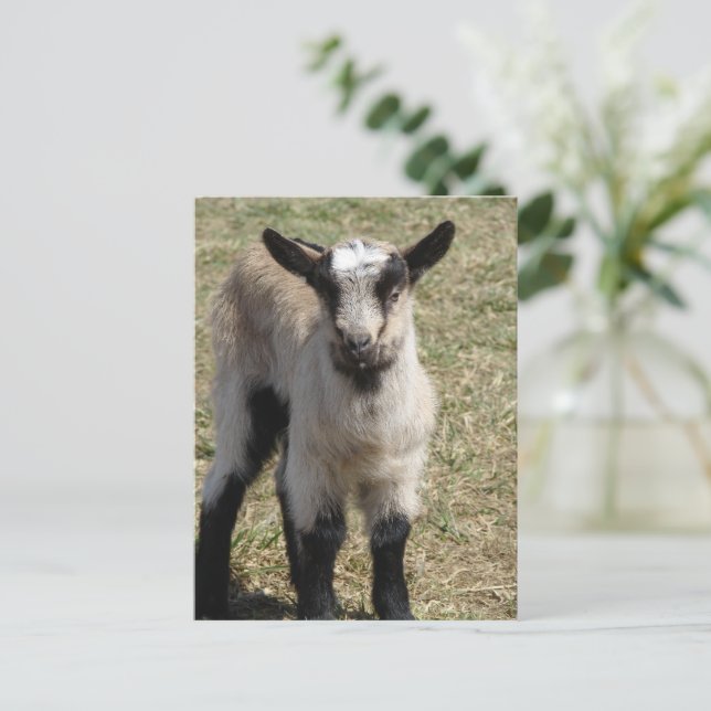 Adorable Baby Goat Postcard (Standing Front)