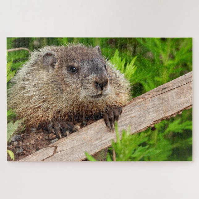 Adorable baby Groundhog / woodchuck Up Close Jigsaw Puzzle (Horizontal)