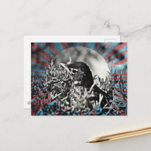 Adorable baby Robin Postcard