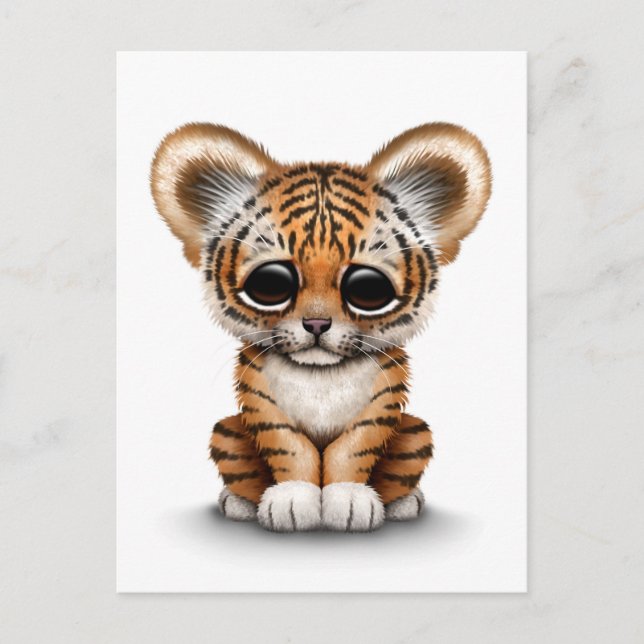 Adorable Baby Tiger Cub on White Postcard (Front)
