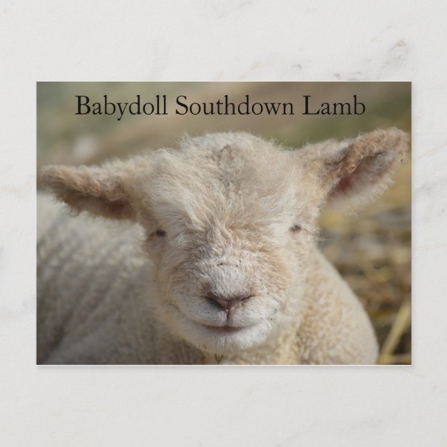 Adorable Babydoll Southdown Lamb Postcard (Front)