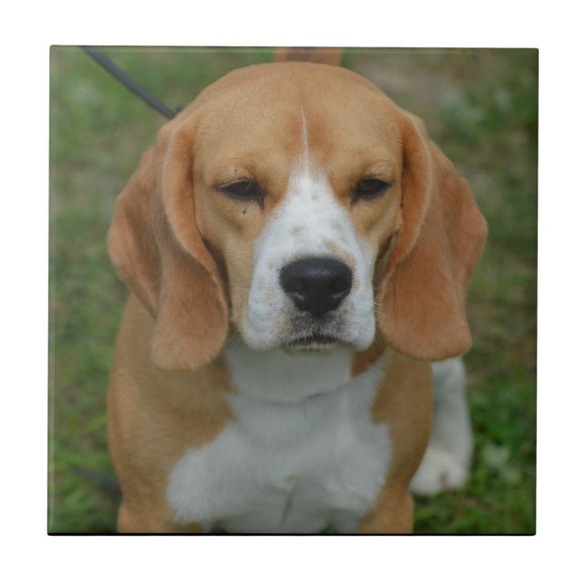 Adorable Beagle Tile (Front)