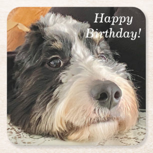 Adorable Bernedoodle Square Paper Coaster