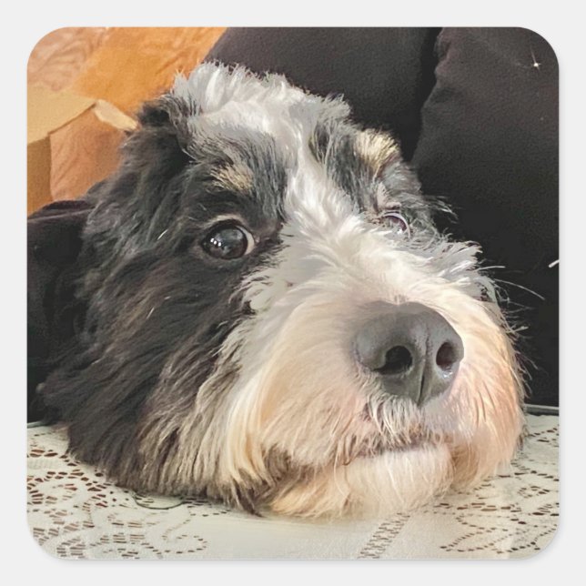 Adorable Bernedoodle Square Sticker (Front)
