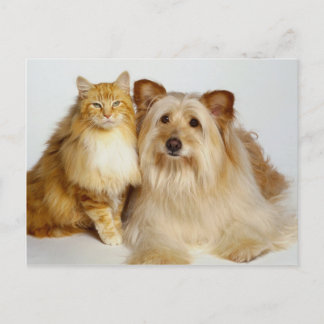 Adorable Best Friends Dog and Cat Photo Postcard
