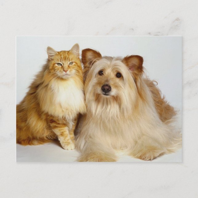 Adorable Best Friends Dog and Cat Photo Postcard (Front)