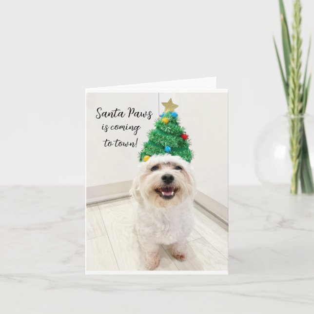 Adorable Bichon Maltese carte de Noël Père Noël Pa (Devant)