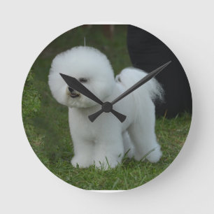 Adorable Bichon Round Clock