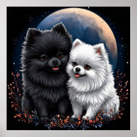 Adorable Black and White Pomeranian Puppies