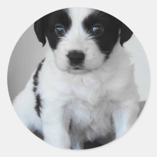 Adorable Black and White Puppy Classic Round Sticker