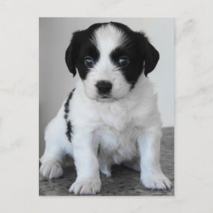 Adorable Black and White Puppy Postcard