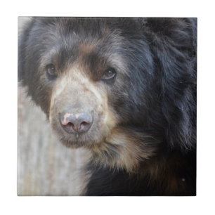 Adorable Black Bear Tile