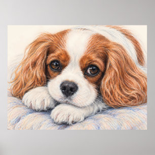 Adorable Blenheim Cavalier King Charles Spaniel Re Poster
