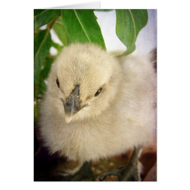 Adorable Blue Chick (Front)