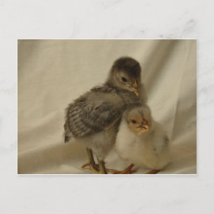 Adorable Blue Grey Chicks Postcard