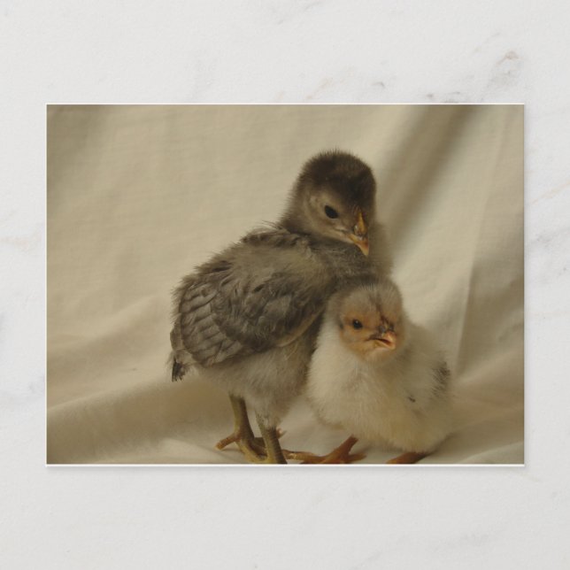 Adorable Blue Grey Chicks Postcard (Front)