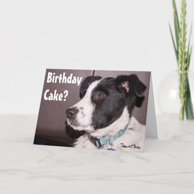 Adorable Border Collie Heeler Mix Sleepy Puppy Card (Front)