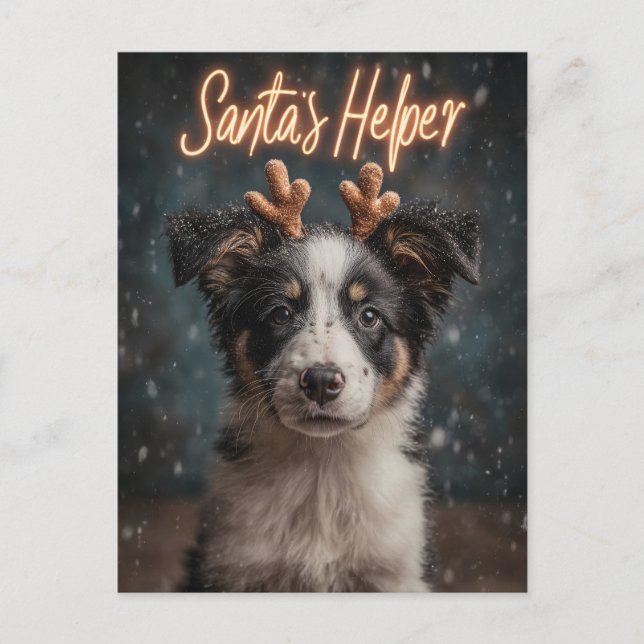 Adorable Border Collie Puppy as Santa's Helper Postcard (Front)