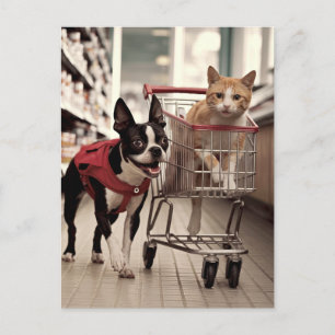 Adorable Boston Terrier and a Ginger Cat Shopping Postcard