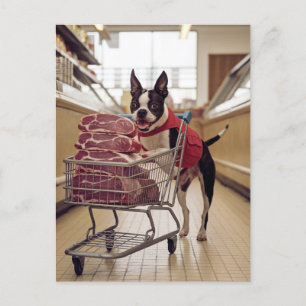 Adorable Boston Terrier Shopping For Meat Postcard