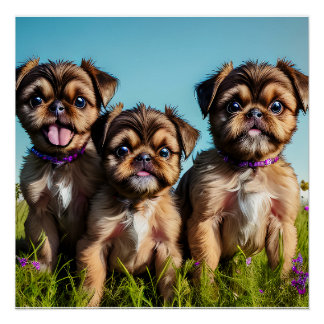 Adorable Brussels Griffon Puppies Poster