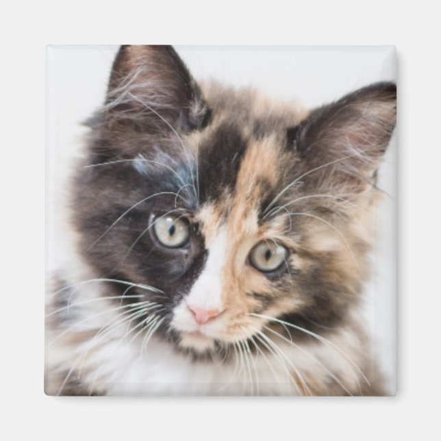 Adorable Calico Kitten Magnet (Front)
