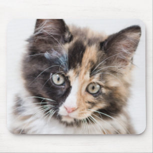 Adorable Calico Kitten Mouse Pad