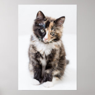 Adorable Calico Kitten Poster