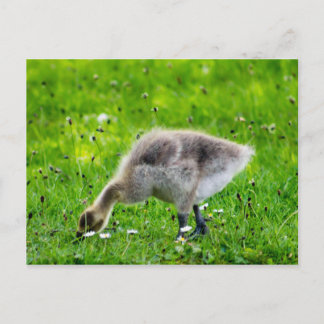 Adorable Canada Goose gosling Postcard