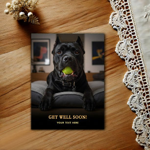 Adorable Cane Corso Get Well  Postcard