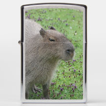 Adorable capybara