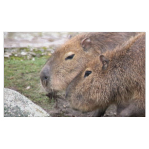 Adorable capybaras, fabric