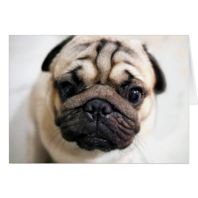 Adorable Carlin des yeux de chiot (Devant horizontal)