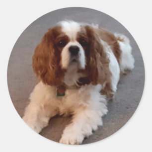 Adorable Cavalier King Charles Spaniel Classic Round Sticker