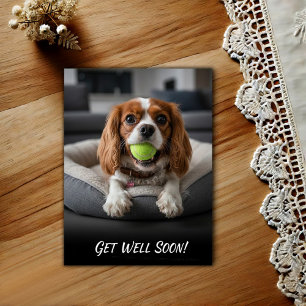 Adorable Cavalier King Charles Spaniel Get Well Postcard