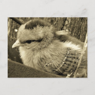 Adorable Chick Playing in the Garden Postcard