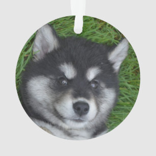 Adorable Chien à chiots