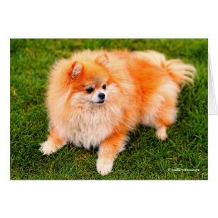 Adorable Chien Poméranien